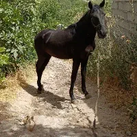 معاوضه اسب نژاددار با موتور تریل
