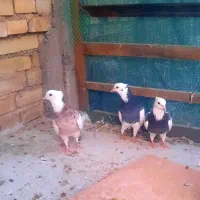 طوقی|پرنده|بهبهان, |دیوار