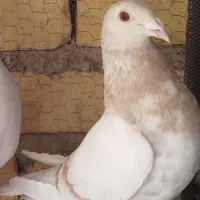 دسته کفتر پلاکی و جفت شوریستر|پرنده|شیراز, دانشگاه شیراز|دیوار