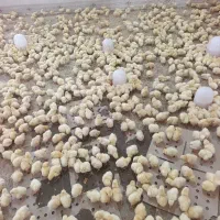 جوجه راس   موجودی دوشنبه قیمت نمایندگی