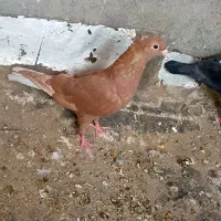 کبوتر|پرنده|زاهدان, |دیوار