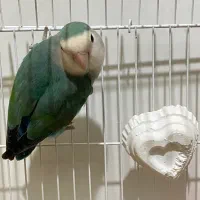 برزیلی|پرنده|بندرلنگه, |دیوار