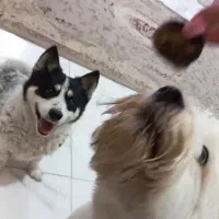 سگ پا کوتاه