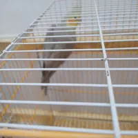 عروس هلندی|پرنده|شوشتر, |دیوار