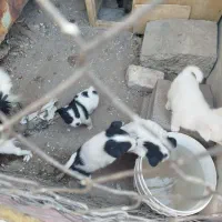 توله سگ پا کوتاه|سگ|قزوین, |دیوار