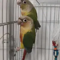 جفت گرینچیک دبل رد