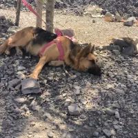 واگذاری سگ ژرمن