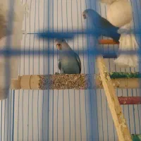 جوجه طوطی برزیلی