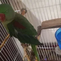 شاه طوطی اسکندری نر