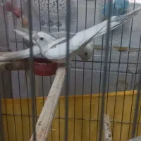 عروس هلندی جفت|پرنده|اسلام‌شهر, شهرک مهدیه|دیوار