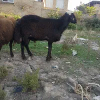 نر بره شیشک تخمی