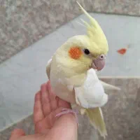 عروس هلندی