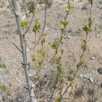 ۷۰۰ متر زمین با سند ۶دانگ|فروش زمین و ملک کلنگی|تربتحیدریه, بالا ولایت|دیوار