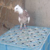 طوقی هفت رنگ|پرنده|سبزوار, دانشگاه آزاد|دیوار