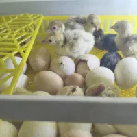 جوجه بوقلمون دان خور شده|حیوانات مزرعه|اصفهان, باب الدشت|دیوار