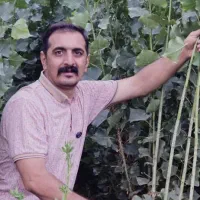 فروش نهال صنوبر با کیفیت|خدمات باغبانی و درختکاری|ساری, |دیوار