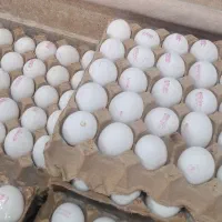 پخش عمده تخم مرغ روز &(برند سیمرغ)