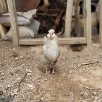 دوتا مرغ گلین و طوسی بدون غلط