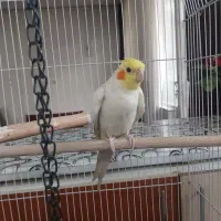 عروس هلندی لولینو نر