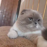 گربه|گربه|مراغه, |دیوار