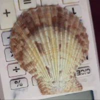 صدفهای بزرگ سنگی|صنایع دستی و سایر لوازم تزئینی|دماوند, مسکن مهر گیلاوند|دیوار