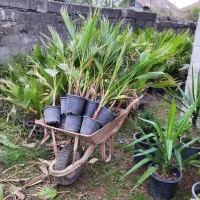 پالم موجود است|گل و گیاه طبیعی|رودبنه, |دیوار