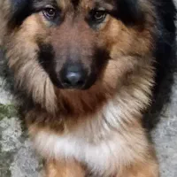 ژرمن نر شپرد