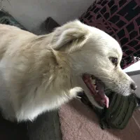 سگ پیدا شده