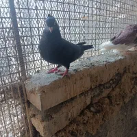 زاغ چشم نوک نر مست|پرنده|رودان, |دیوار