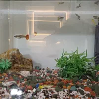 آکواریوم با ماهی