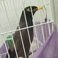 پرنده مینا نر افغانی|پرنده|سبزوار, قلعهنو دهزار|دیوار