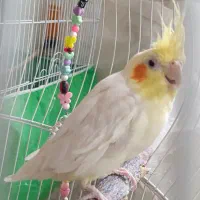 عروس هلندی لوتینو 5ماهه