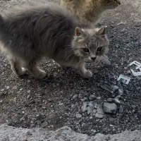 واگذاری گربه چشم سبز