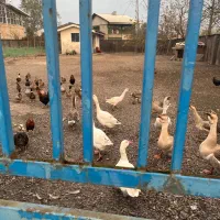 فروش قو غاز محلی سالم سالم