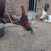 جوجه اوشامو