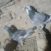 کبوتر|پرنده|زابل, |دیوار