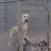 سگ،|سگ|سبزوار, قصبه غربی|دیوار