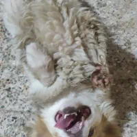 سگ پامر آروم و مهربون