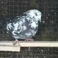 کبوتر بلند پرواز