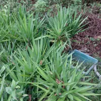 فروش گل یوکا و رونده کرپ و ...|گل و گیاه طبیعی|رحیم‌آباد, |دیوار