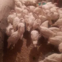 جوجه بوقلمون