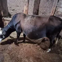 فروش ۴ عدد گاو و گوساله نر|حیوانات مزرعه|جیرنده, |دیوار