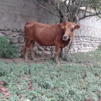 گاو هفت ماه به بالا شکم تضمینی