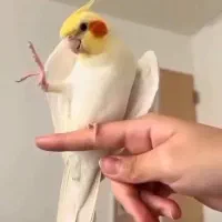 عروس هلندی لوتینوگم کردم