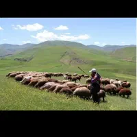مرکز فروش بره جوان در اسلامشهر
