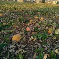 کدو|خوردنی و آشامیدنی|نهاوند, |دیوار