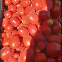 گوجه فرنگی درجه یک|خوردنی و آشامیدنی|دیواندره, |دیوار