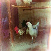 مرغ|حیوانات مزرعه|جم, |دیوار