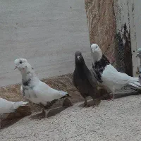 کبوتر۴تا نر. وماده   رنگی.|پرنده|اهواز, کوی مندلی(سه راه خرمشهر)|دیوار