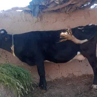 گاو قسر خوب